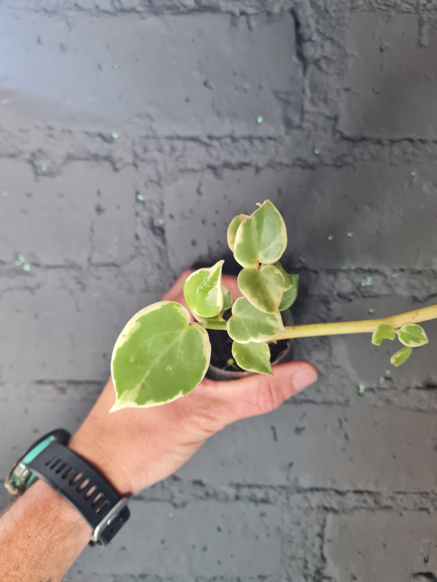Peperomia Serpens Variegata