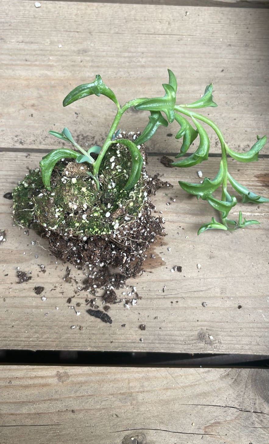 String of Dolphins Plug
