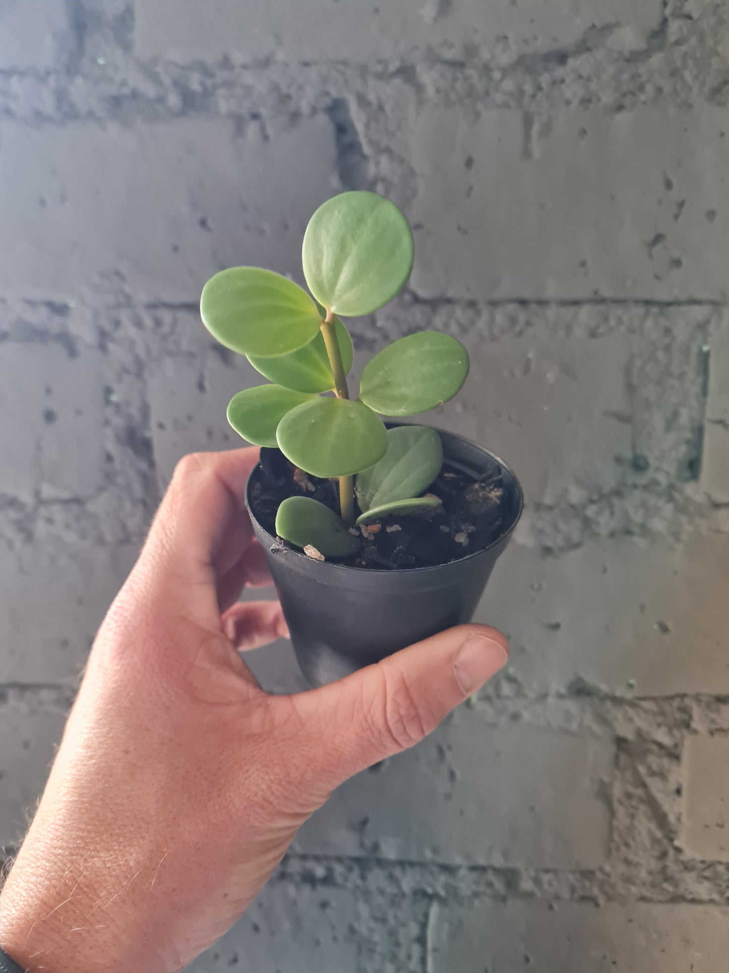 Peperomia Hope