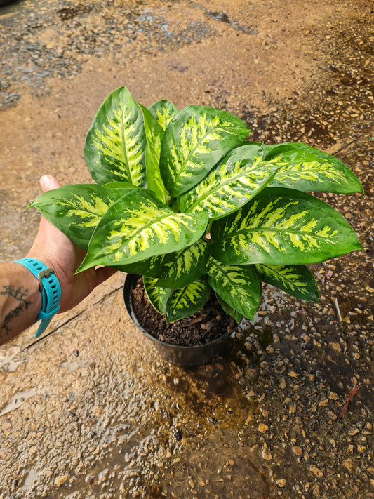 Dieffenbachia Alex