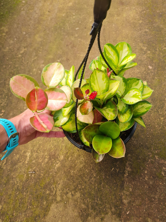 Hoya Lisa Australis Hanging Basket