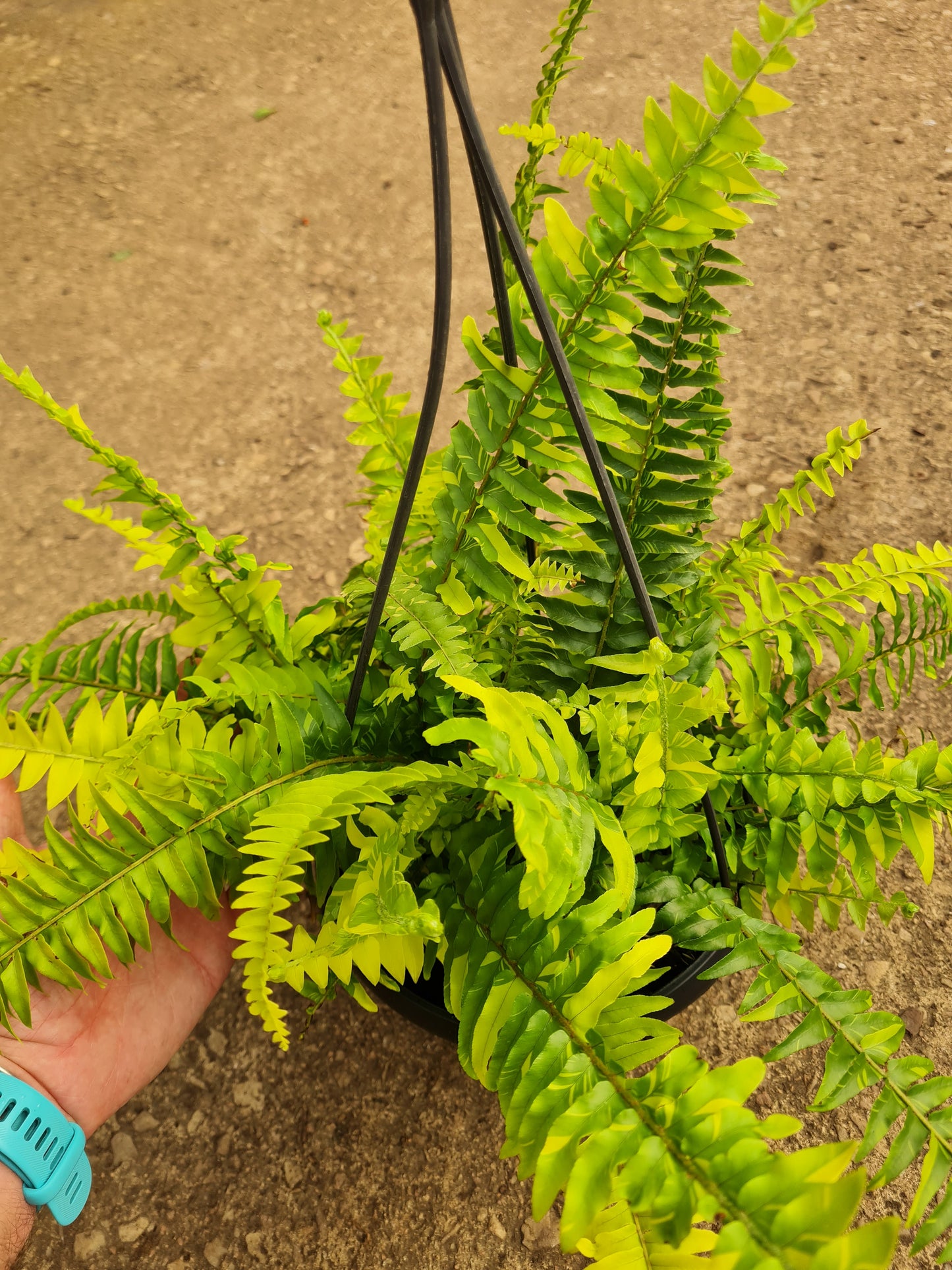 Nephrolepsis Tiger Stripe hanging pot
