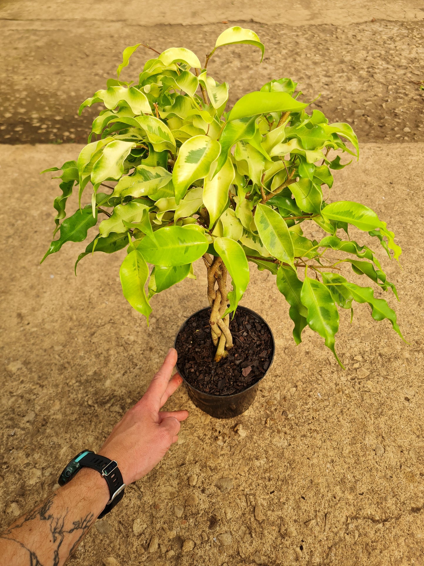 Ficus braided Monique