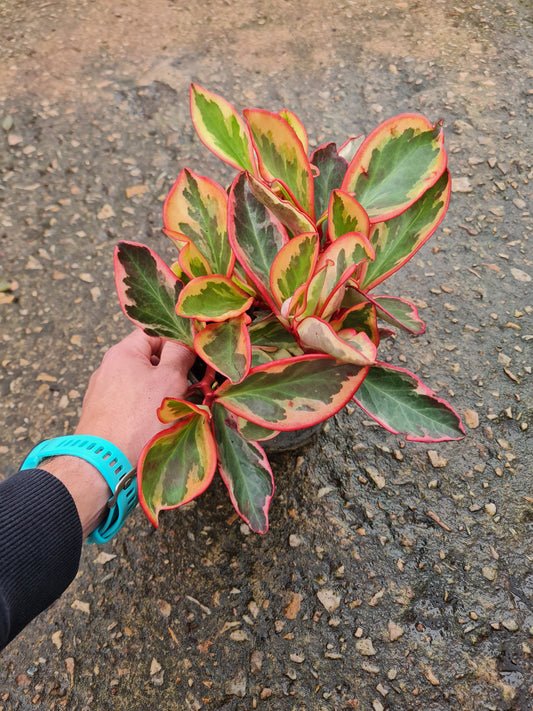 Peperomia Clusiifolia Ginny