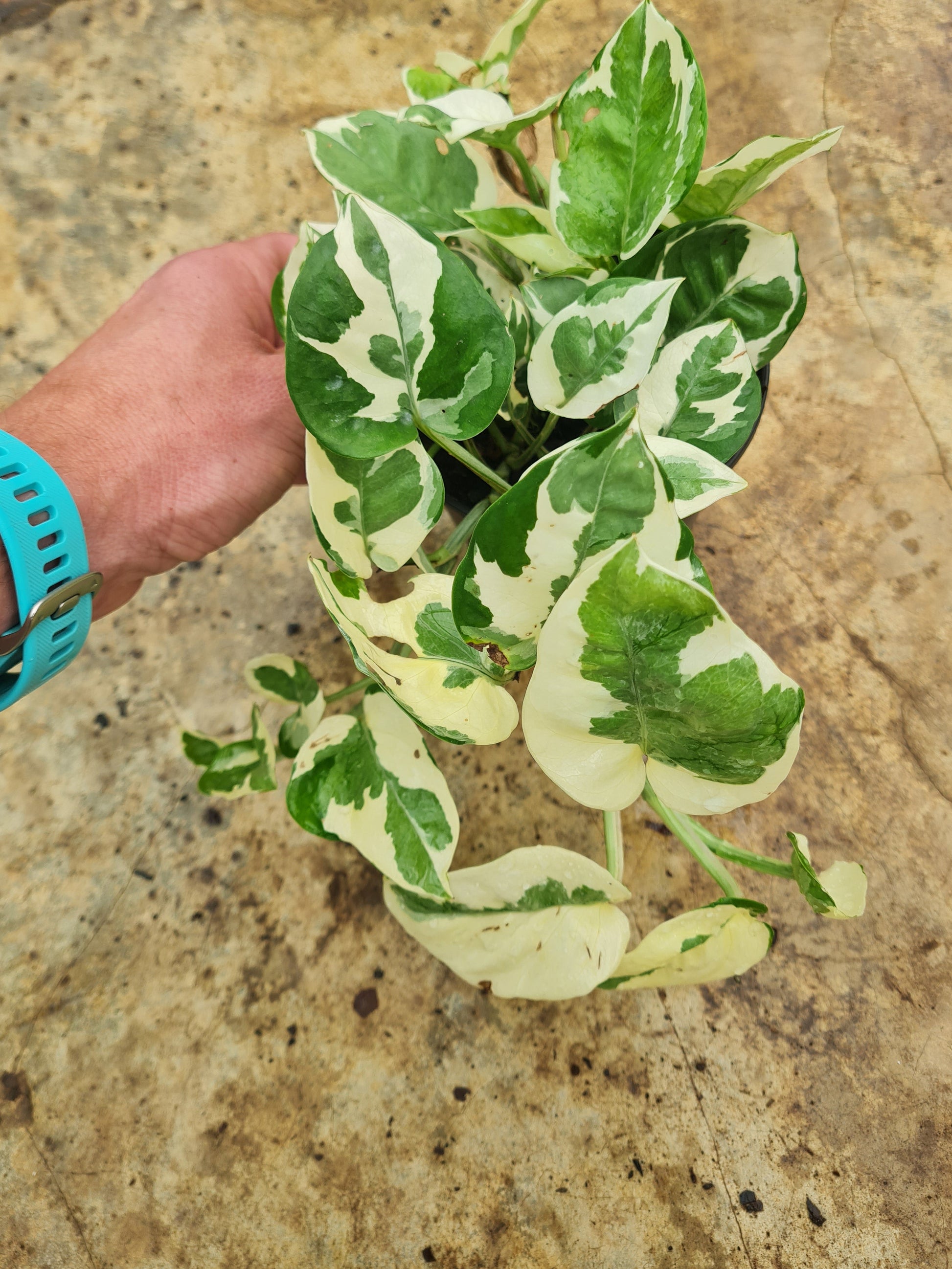 pothos n joy soil N'Joy Pothos South Africa – i-go-eco