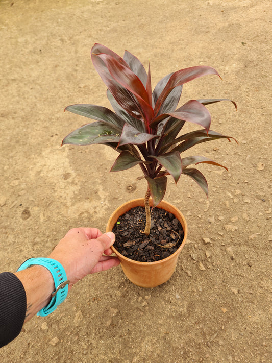 Cordyline Baby Doll