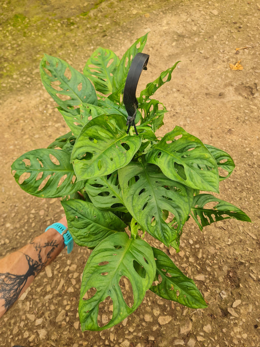Monstera Adansonii Hanging Basket