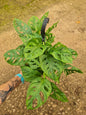 Monstera Adansonii Hanging Basket