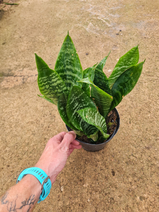 Snake Plant - Trifasciata Black Coral Mother in laws tongue
