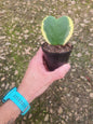 Hoya Kerrii Single leaf
