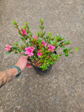Azalea Encore Autumn