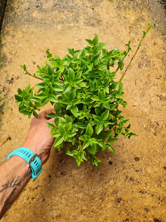 Peperomia Amigo Marcello