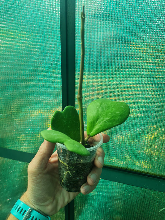 Hoya Kerrii rooted cutting