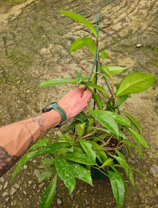 Hoya Pubicalyx Pink hanging basket
