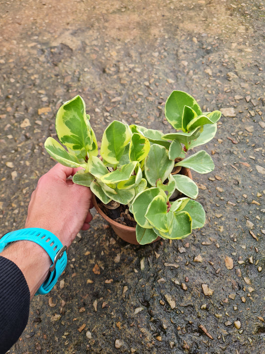 Peperomia Obtusifolia Variegata 