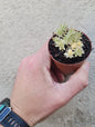 Sedum lineare variegatum