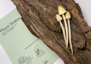 White Cap Mushroom stakes