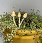Load image into Gallery viewer, White Cap Mushroom stakes
