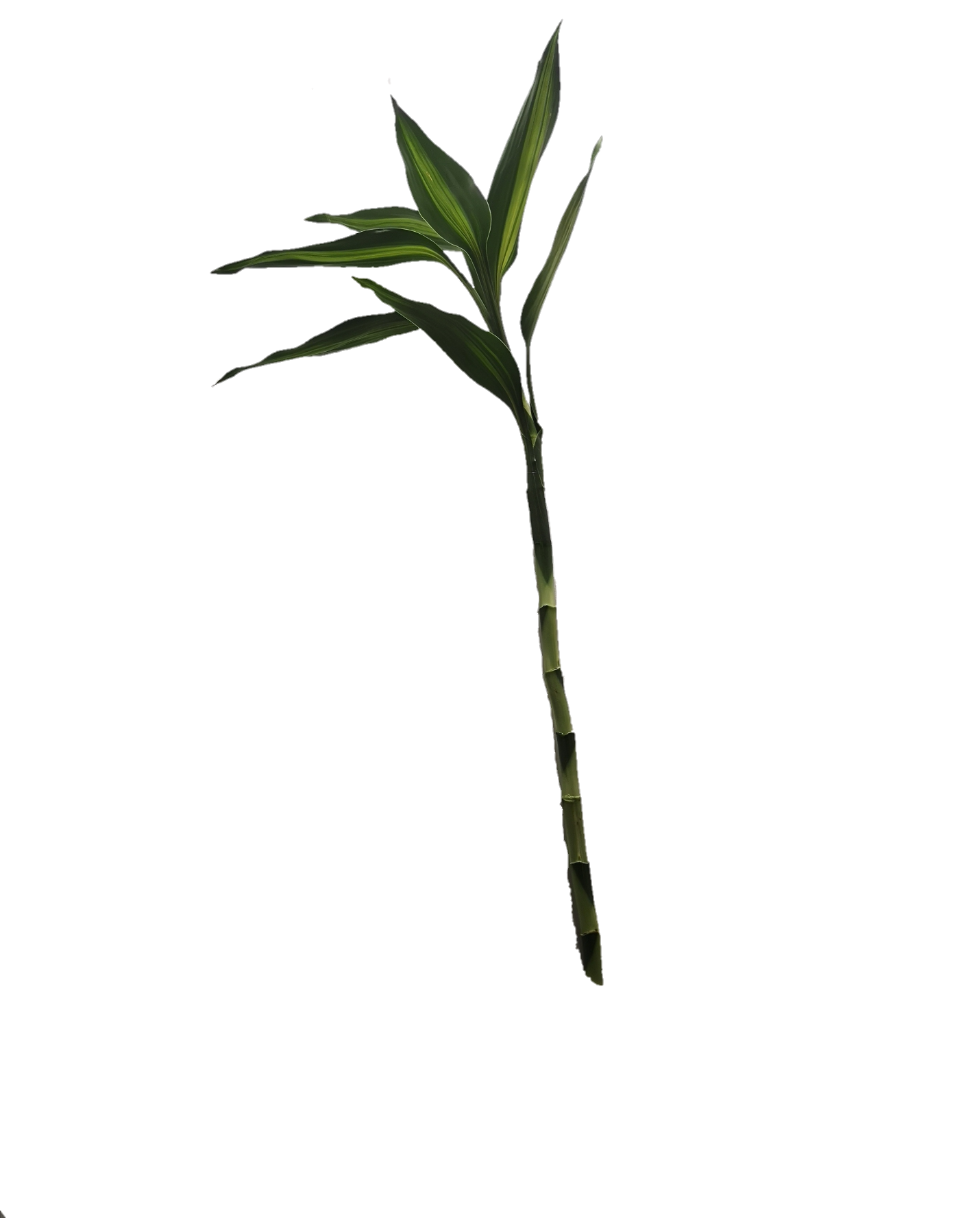 Lucky bamboo 15cm