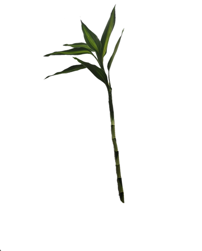 Lucky bamboo 15cm