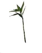 Load image into Gallery viewer, Lucky bamboo 15cm
