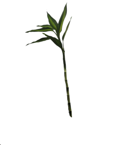 Lucky bamboo 15cm