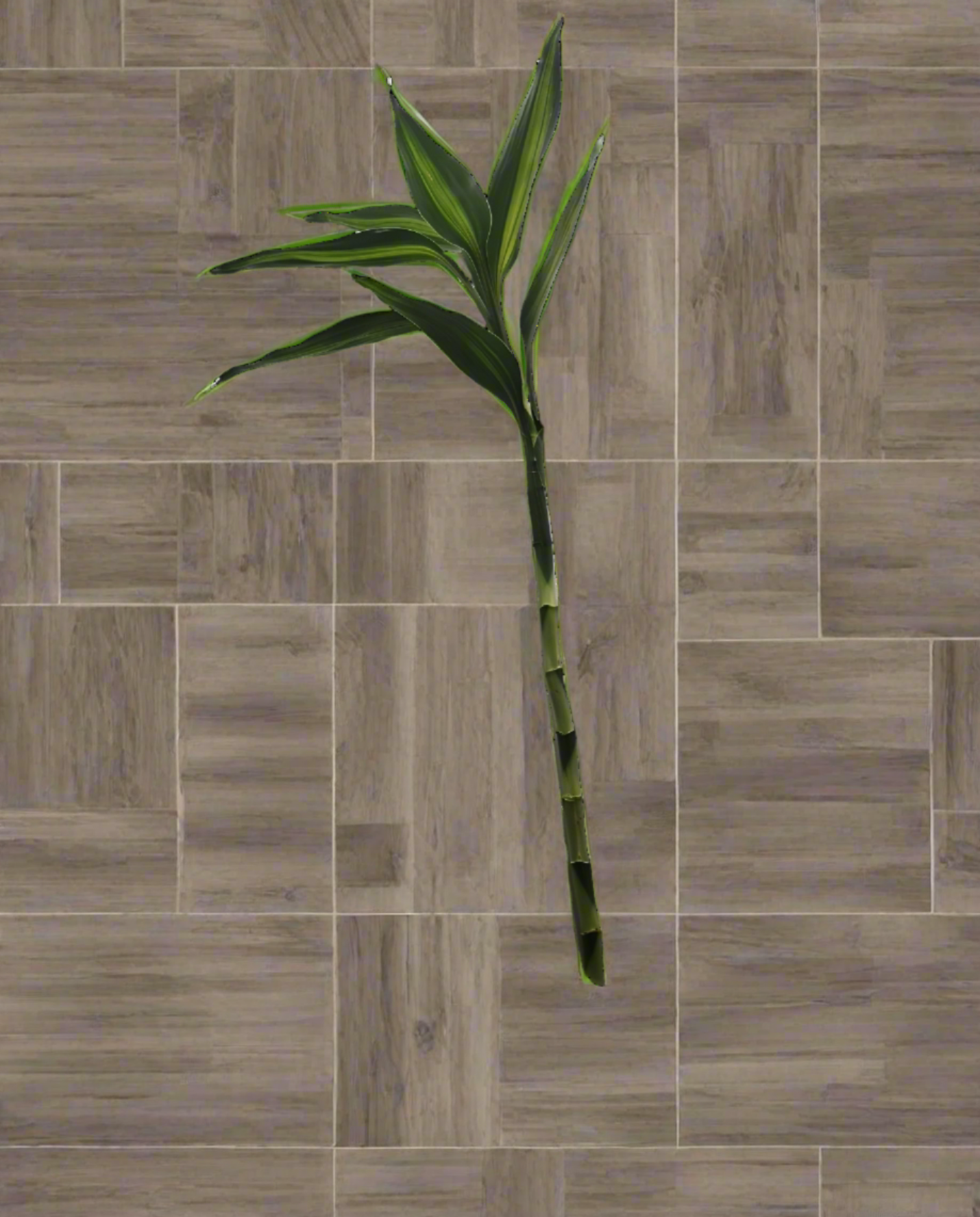 Lucky Bamboo