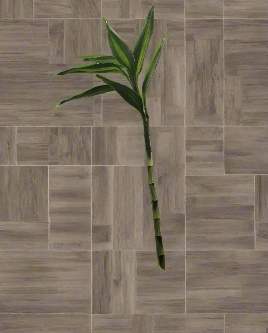 Lucky Bamboo