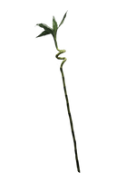Load image into Gallery viewer, Lucky Bamboo curled 30cm
