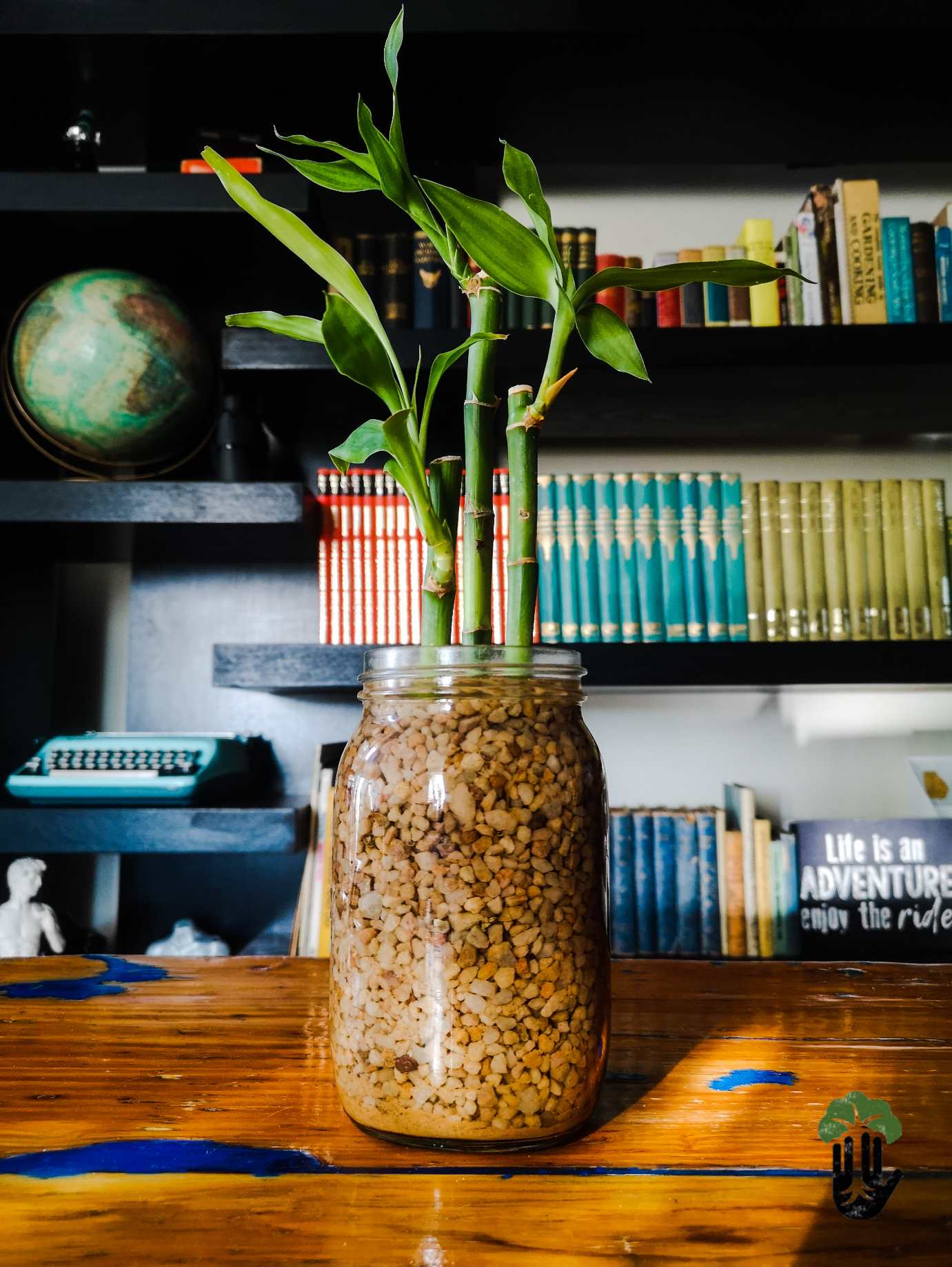 Lucky Bamboo - 3 stems - Planted in glass jar with gravel