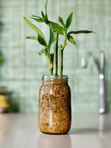 Lucky Bamboo - 3 stems - Planted in glass jar with gravel