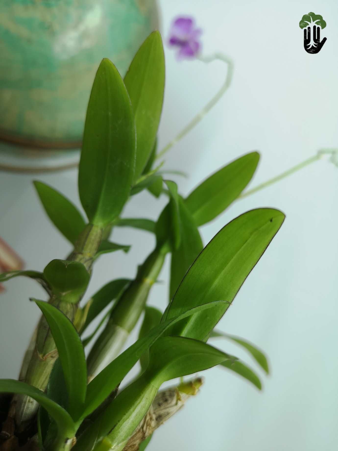 Dendrobium Orchid