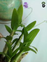 Load image into Gallery viewer, Dendrobium Orchid
