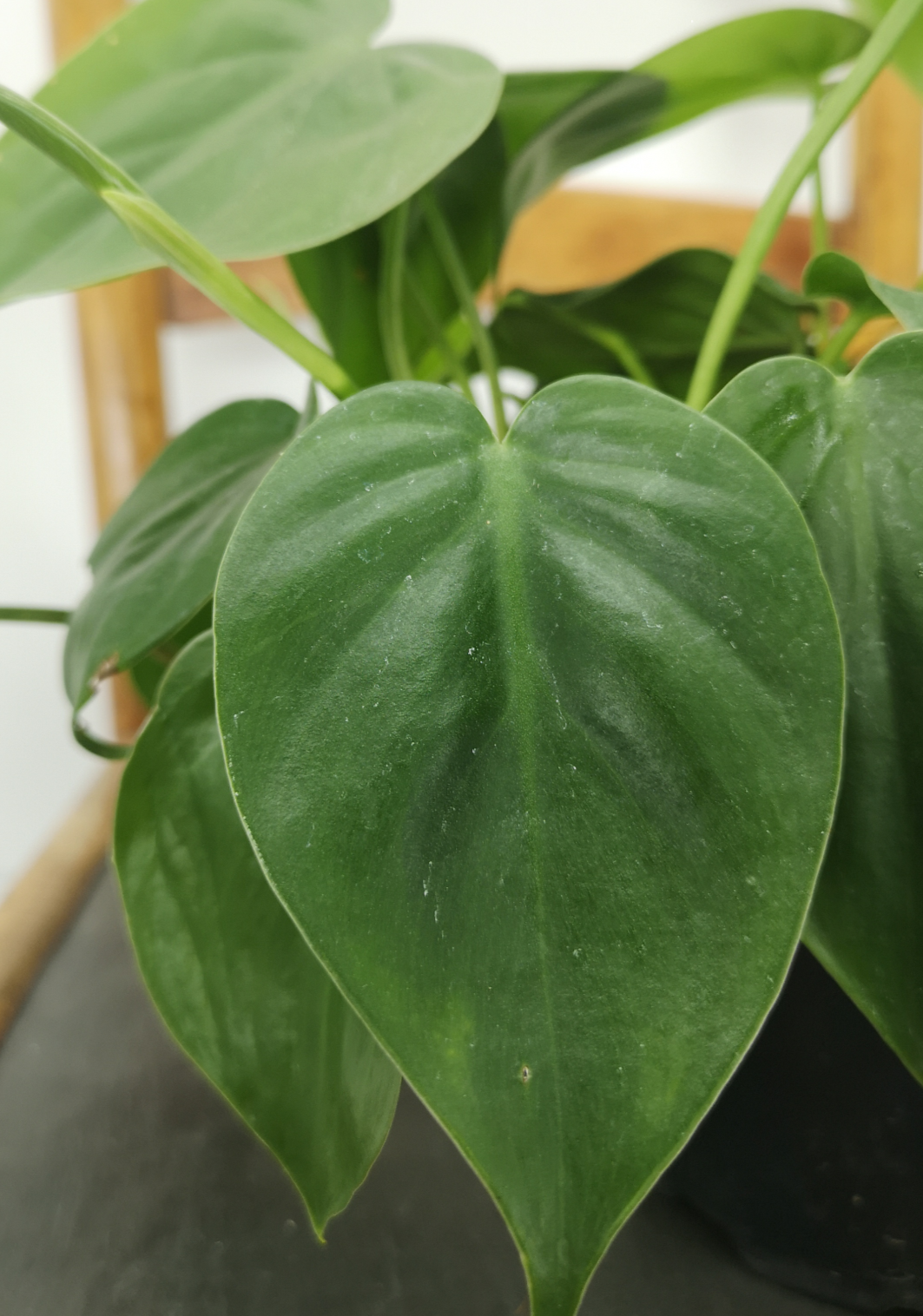 Philodendron Scandens Green