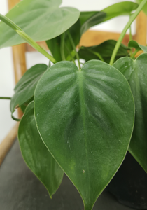 Philodendron Scandens Green
