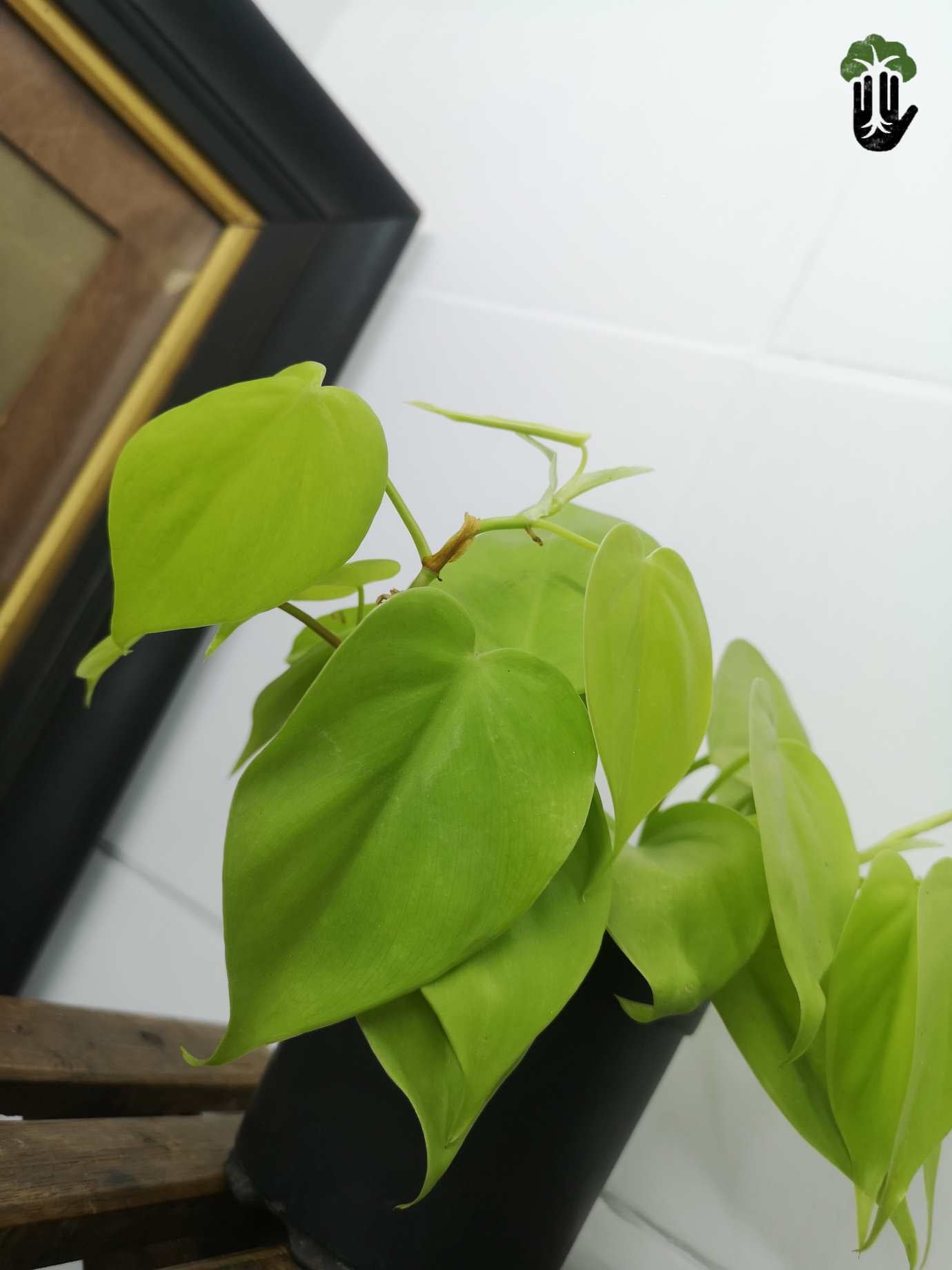 Philodendron Scandens Gold