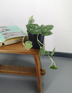 Load image into Gallery viewer, Scindapsus Pictus
