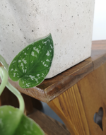 Load image into Gallery viewer, Scindapsus Pictus
