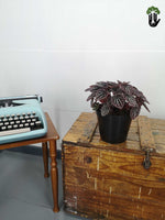 Load image into Gallery viewer, Peperomia Luna
