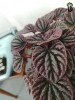 Load image into Gallery viewer, Peperomia Luna
