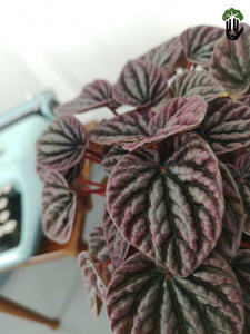 Peperomia Luna