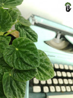 Load image into Gallery viewer, Peperomia Caperata Green
