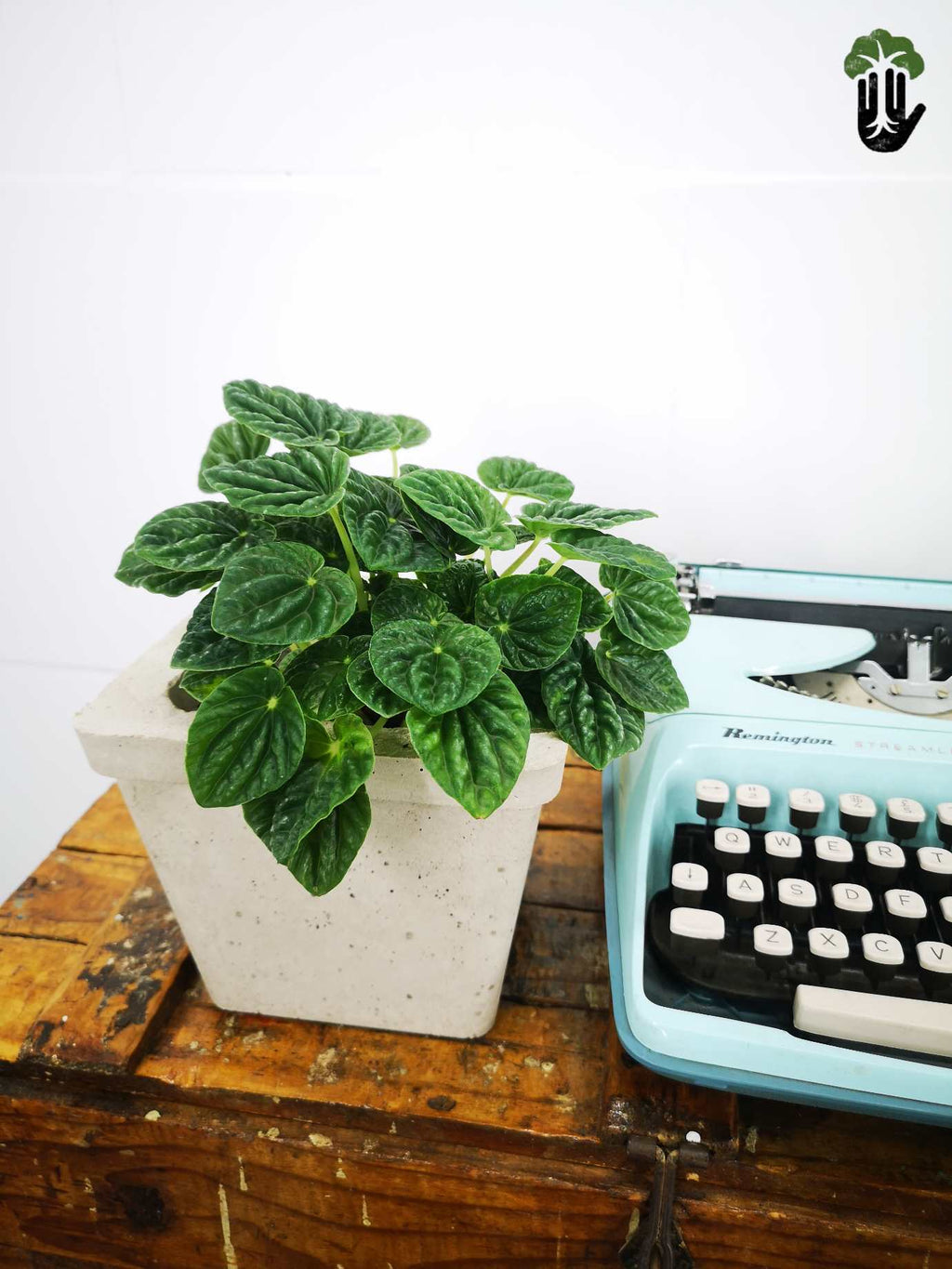 Peperomia Caperata Green