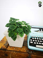 Load image into Gallery viewer, Peperomia Caperata Green
