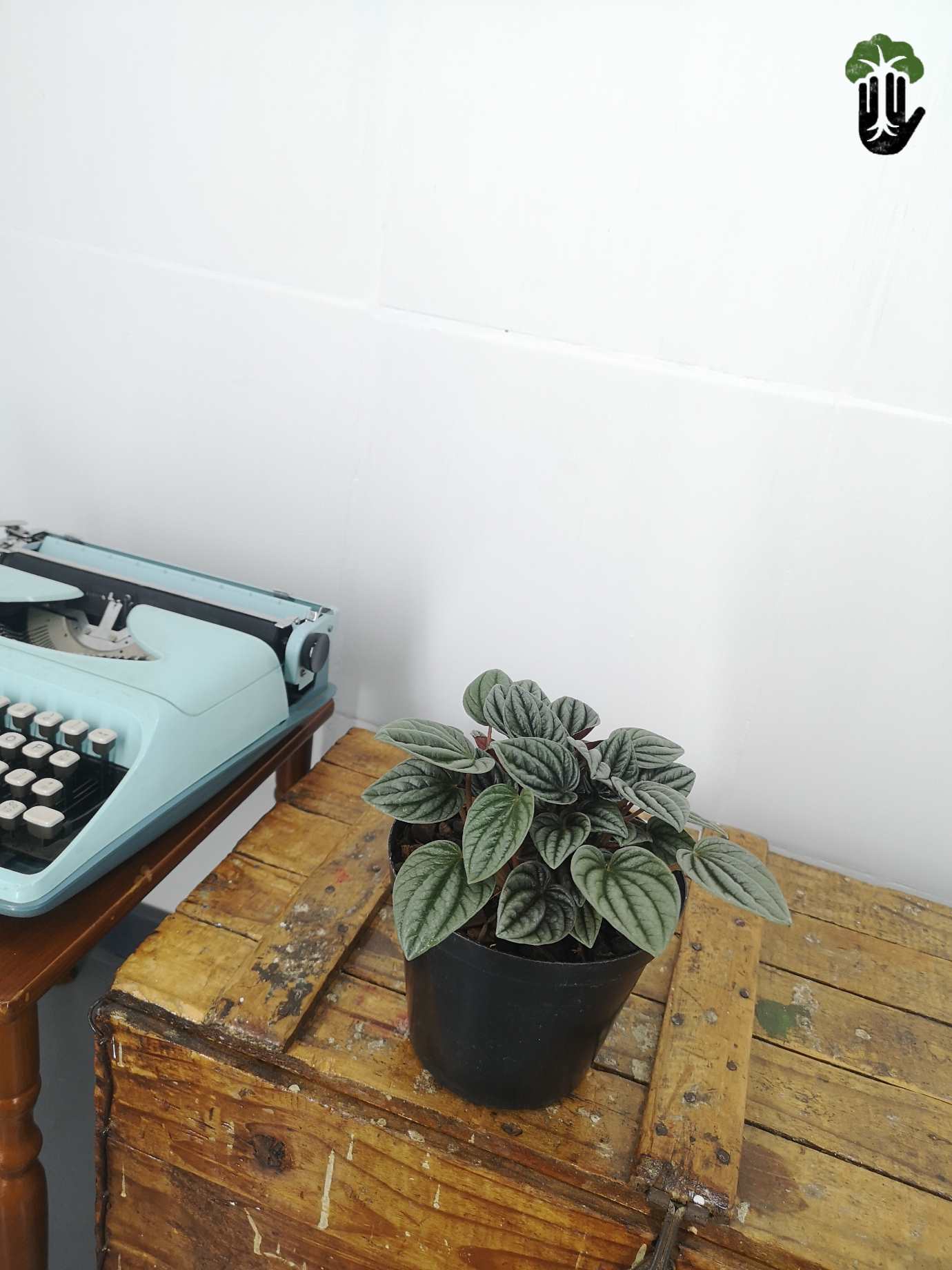 Peperomia Olga