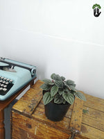 Load image into Gallery viewer, Peperomia Olga
