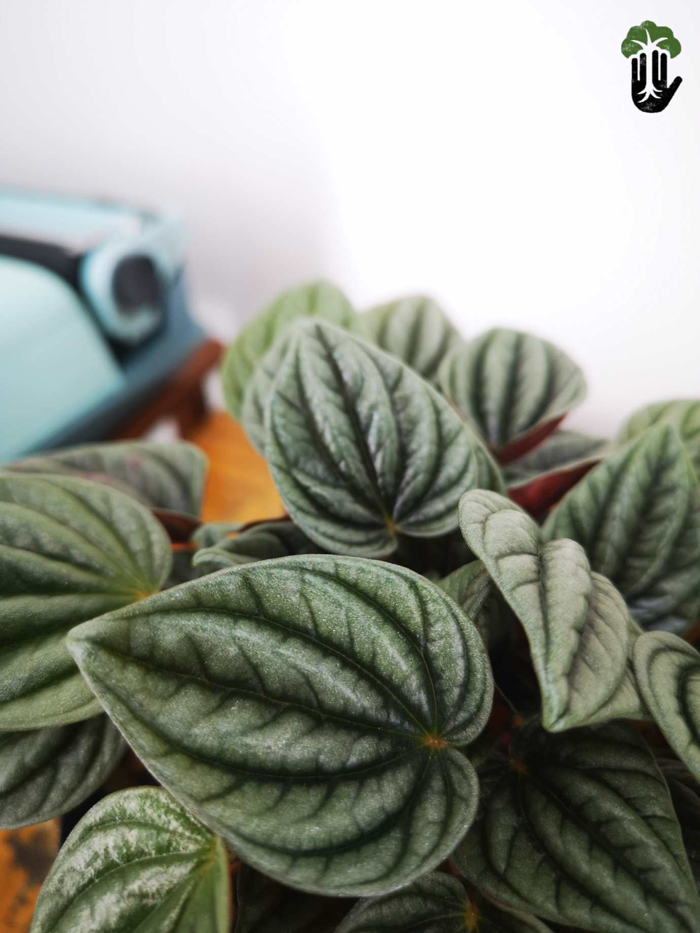 Peperomia Olga