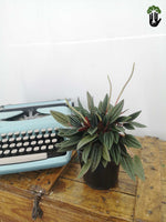 Load image into Gallery viewer, Peperomia Rosso
