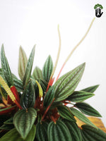 Load image into Gallery viewer, Peperomia Rosso
