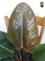 Load image into Gallery viewer, Philodendron imperial red
